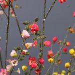 Branches de cognassier du Japon pour arrangements floraux
