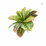 Croton Artificiel en pot décoratif