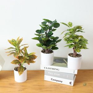 Accessoire décoratif en pot, look naturel et élégant