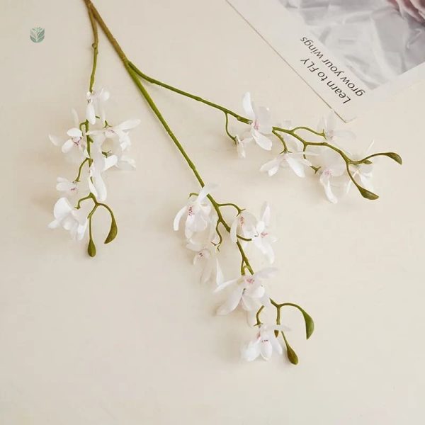 Cymbidium Floribundum, une touche tropicale pour votre espace