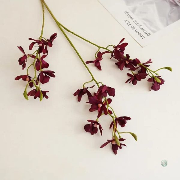 Plante Cymbidium, parfaite pour les amateurs de fleurs