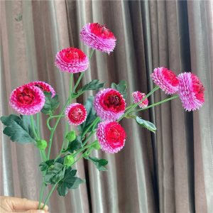Variété de Dahlia Pompon colorée pour décorations