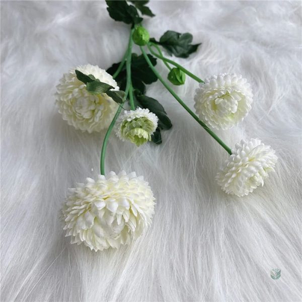Dahlia Pompon, idéal pour embellir votre jardin