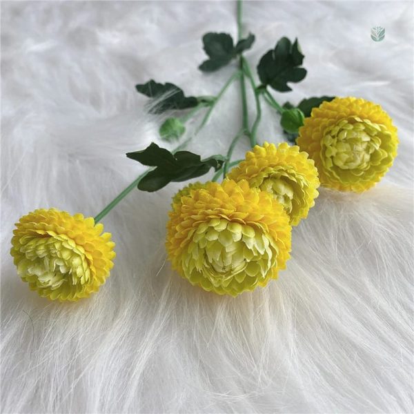 Dahlia Pompon, parfait pour arrangements floraux