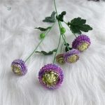 Dahlia Pompon aux couleurs vives, promotion spéciale