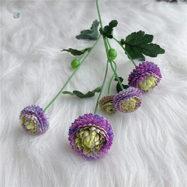 Dahlia Pompon aux couleurs vives, promotion spéciale
