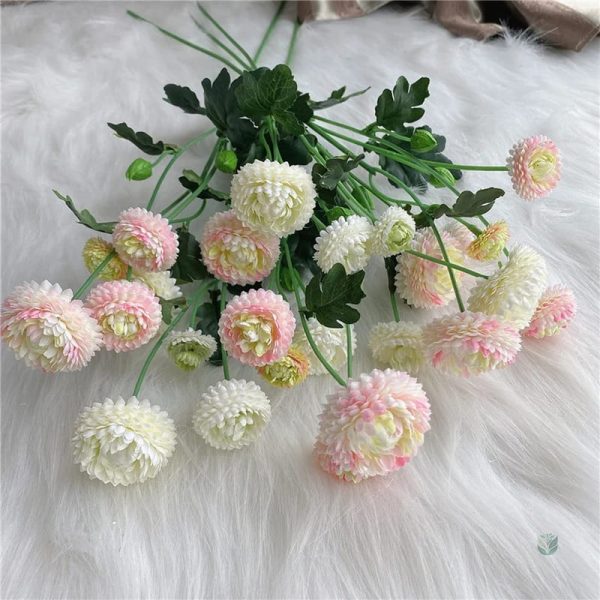 Dahlia Pompon, élégance florale pour célébrations