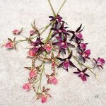 Dendrobium - plante d'intérieur élégante pour Cyber Monday