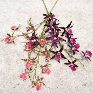 Dendrobium - plante d'intérieur élégante pour Cyber Monday