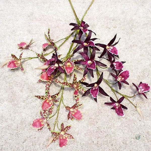 Dendrobium - plante d'intérieur élégante pour Cyber Monday