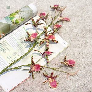 Fleurs colorées de Dendrobium en promotion spéciale