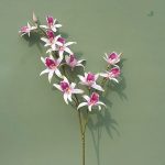 Dendrobium - offre spéciale Cyber Monday sur les plantes