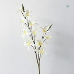 Variété de Dendrobium avec fleurs vibrantes en réduction