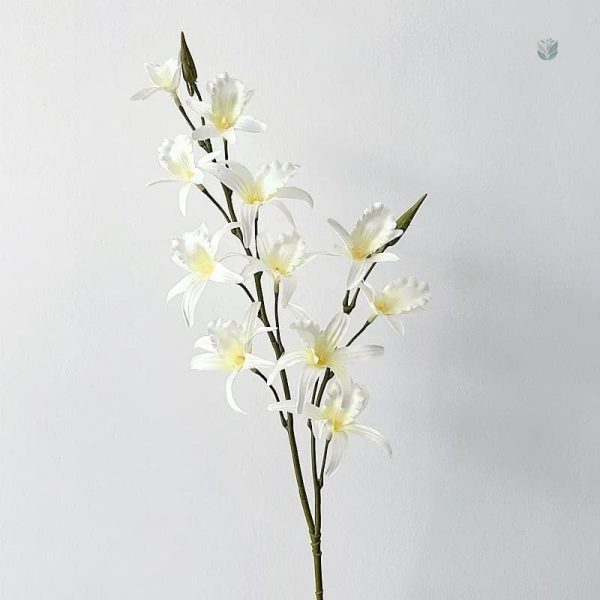 Variété de Dendrobium avec fleurs vibrantes en réduction