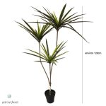 Dracaena Marginata verte pour embellir votre espace