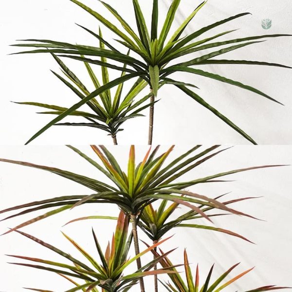 Dracaena Marginata décorative, entretien facile