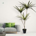 Dracaena Marginata pour une touche naturelle sans entretien