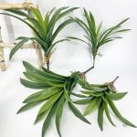 Plante verte Dracaena, touche d'exotisme