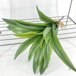 Plante Dracaena verte pour intérieur moderne