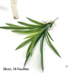 Dracaena en pot, solution déco durable