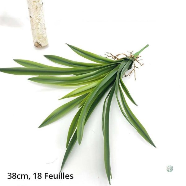 Dracaena en pot, solution déco durable