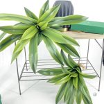 Dracaena, alternative réaliste aux plantes vivantes