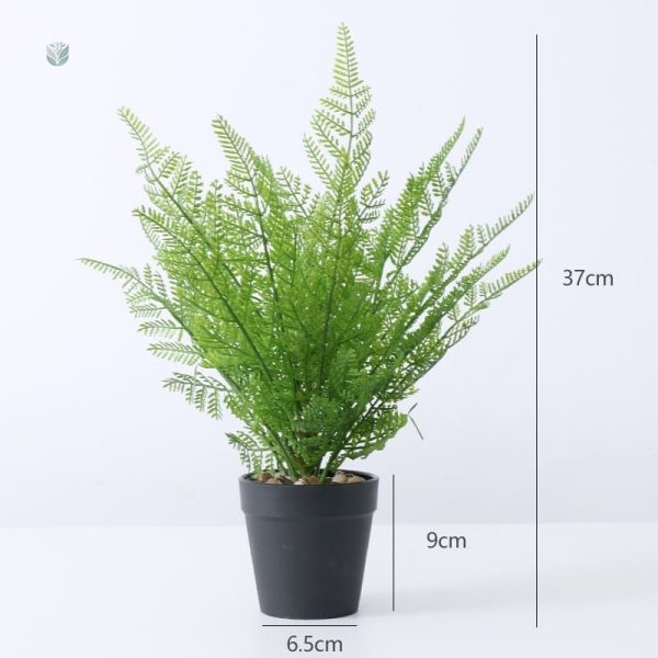 Fougère Dryopteris, parfaite pour des espaces verts