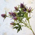 Eryngium - plante tendance pour le Cyber Monday