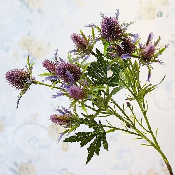 Eryngium - plante tendance pour le Cyber Monday