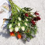 Eryngium Planum - accent floral pour design extérieur