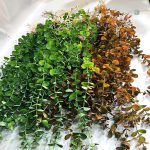 Eucalyptus artificiel durable et esthétique