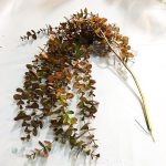 Feuilles d'eucalyptus artificiel naturelles