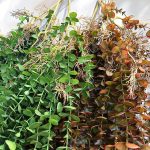Eucalyptus artificiel en pot pour votre maison