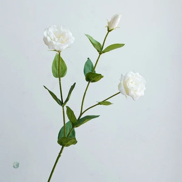 Lisianthus coloré, idéal pour vos décorations de fête