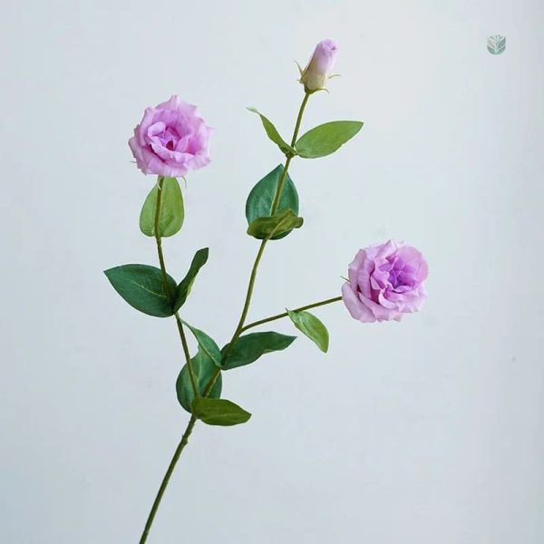 Eustoma délicat, promotion spéciale Cyber Monday