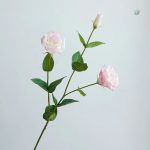 Eustoma en vente, fleurs parfaites pour toutes occasions