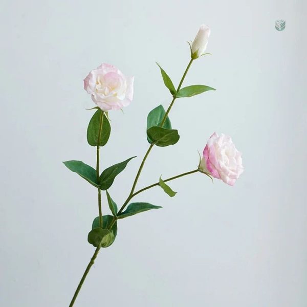 Eustoma en vente, fleurs parfaites pour toutes occasions