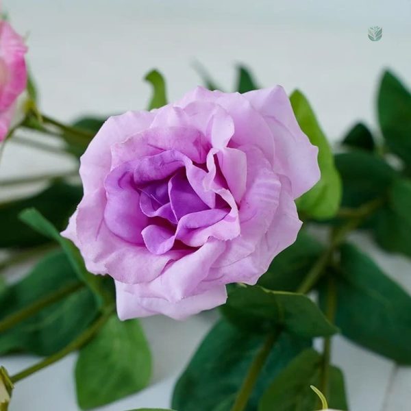 Eustoma frais, un choix raffiné pour vos événements