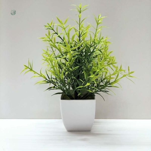 Plante Décorative Économique et Durable
