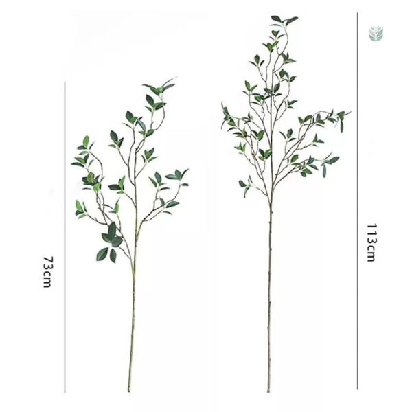 Élégante branche de Ficus pour style contemporain et moderne