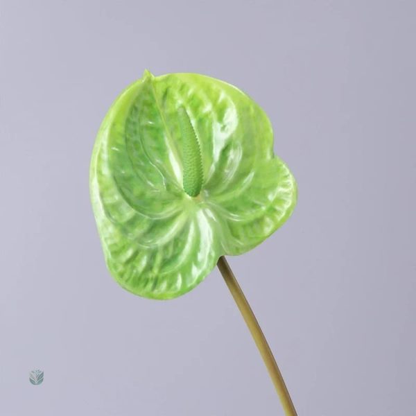 Anthurium en plastique, fleur résistante pour intérieur