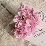 Hortensia décoratif, choix parfait pour événements