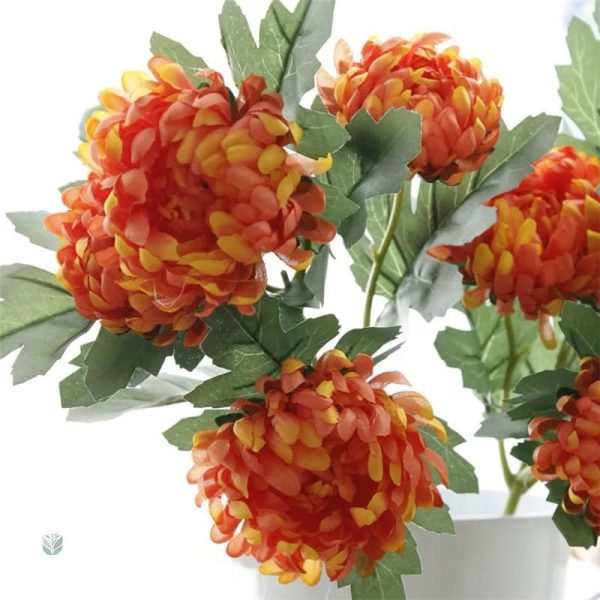 Fleur Chrysanthème de qualité pour événements