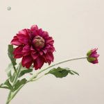 Dahlia coloré pour décoration intérieure