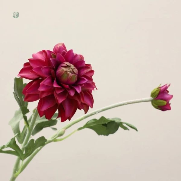 Dahlia coloré pour décoration intérieure