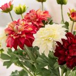 Dahlia décoratif, touche de couleur