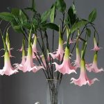 Fleur Datura artificielle en blanc