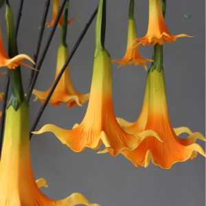 Fleur Datura décorative pour intérieur