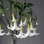 Fleur Datura en couleur naturelle