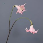 Datura décorative, ajout parfait à votre arrangement floral